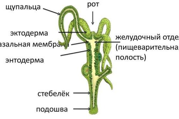 Кракен адрес сайта